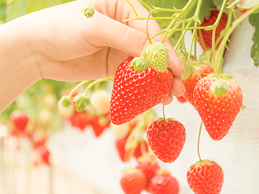 多彩なラインナップ