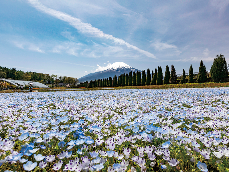 山中湖花の都公園