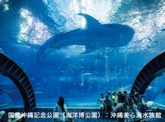 沖縄美ら海水族館