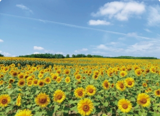 北竜町のひまわりの里