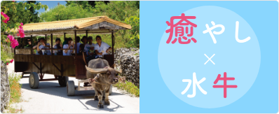 癒やし×水牛