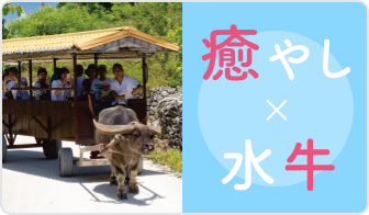 癒やし×水牛
