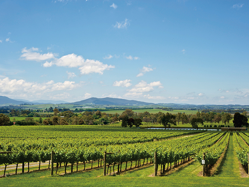 ぶどう畑　オーストラリア