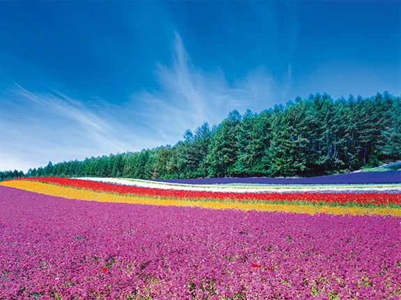富良野・美瑛