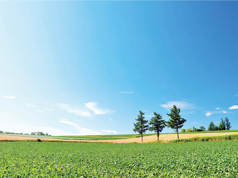 マイルドセブンの丘