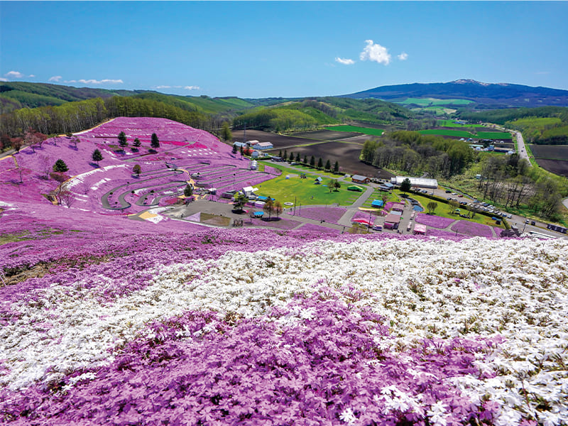 ひがしもこと芝桜公園