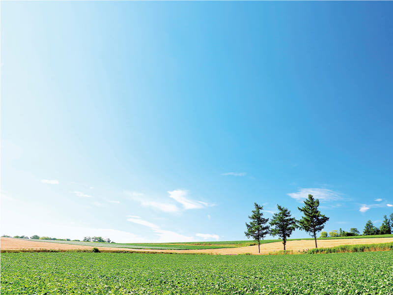 マイルドセブンの丘