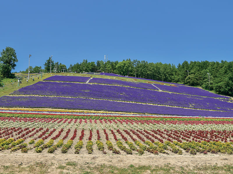 なかふらの北星山ラベンダー園