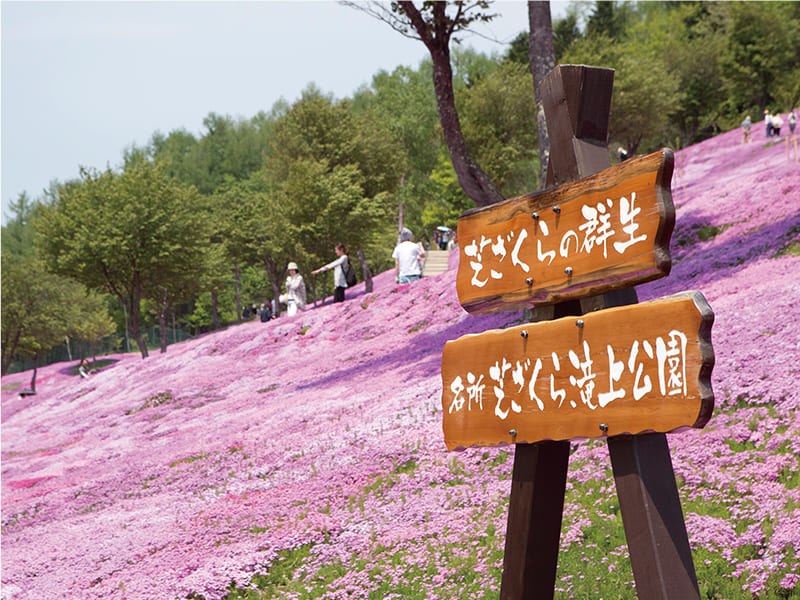 芝ざくら滝上公園