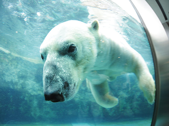 シロクマと目が合った！