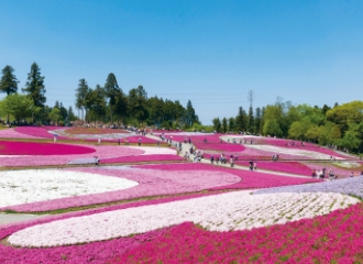 羊山公園 芝桜