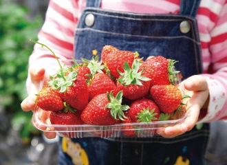 日帰り・現地発着ツアー