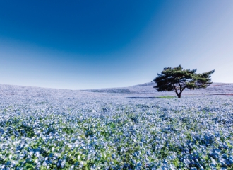ひたち海浜公園
