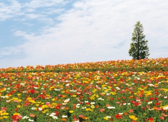 あわじ花さじき