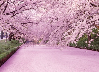 弘前城の桜