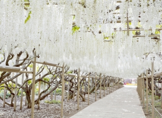 足利フラワーパーク ふじのはな物語