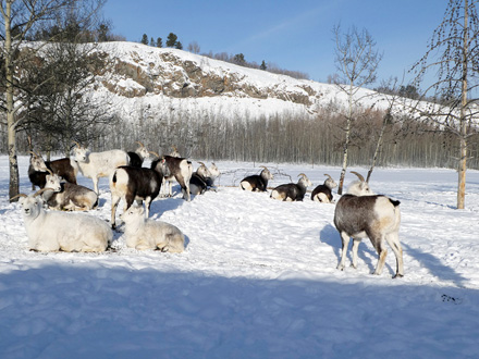 ユーコン野生動物保護区