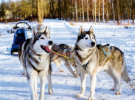 ハスキー犬(イメージ)