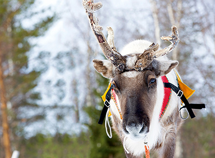 トナカイ(イメージ)