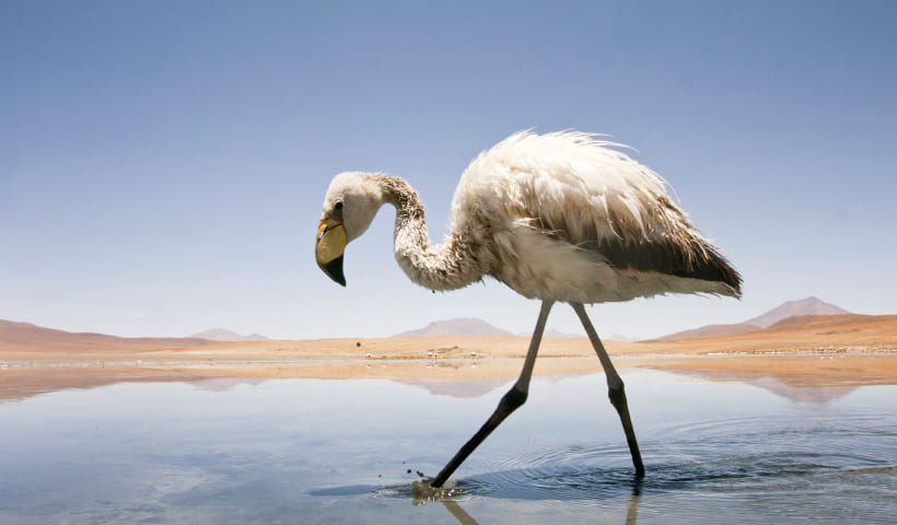 運が良ければウユニ塩湖周辺に生息する野生動物に出合えます。こちらはフラミンゴです。