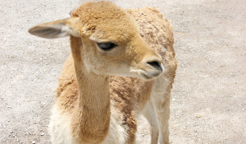 可愛らしいビクーニャはラクダの仲間です。※野生動物はご覧になれない場合があります。