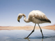 運が良ければウユニ塩湖周辺に生息する野生動物に出合えます。こちらはフラミンゴです。