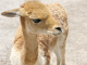 可愛らしいビクーニャはラクダの仲間です。※野生動物はご覧になれない場合があります。