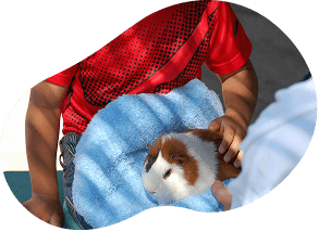 こども牧場・動物ふれあい　イメージ