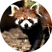 レッサーパンダ