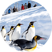 キングペンギン