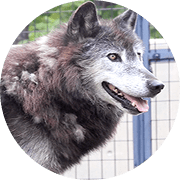 シンリンオオカミ