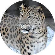 アムールヒョウ