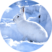 エゾユキウサギ