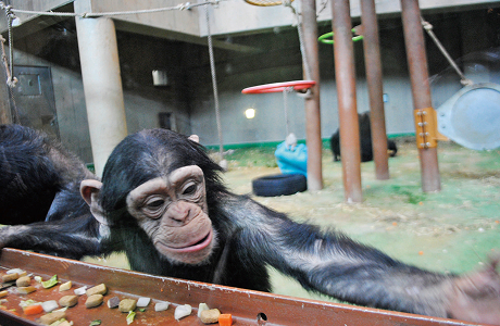 ちんぱんじー館