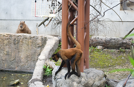 くもざる・かぴばら館