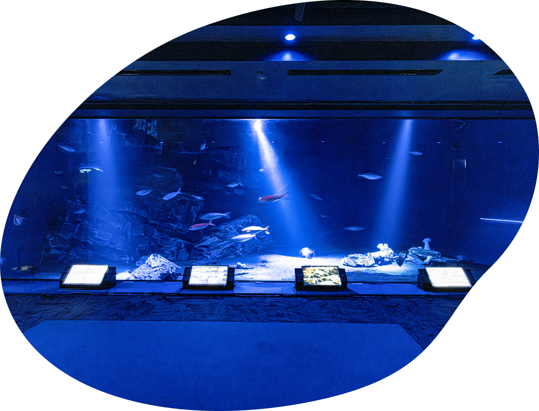 深海への旅エリアの水槽の写真