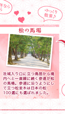 松の馬場…社域入り口に立つ鳥居から境内へと一直線に続く参道が松の馬場。参道に沿うようにして立つ松並木は日本の松100選にも選ばれました。