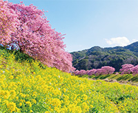 河津桜