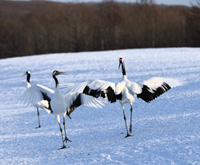 釧路湿原のタンチョウ