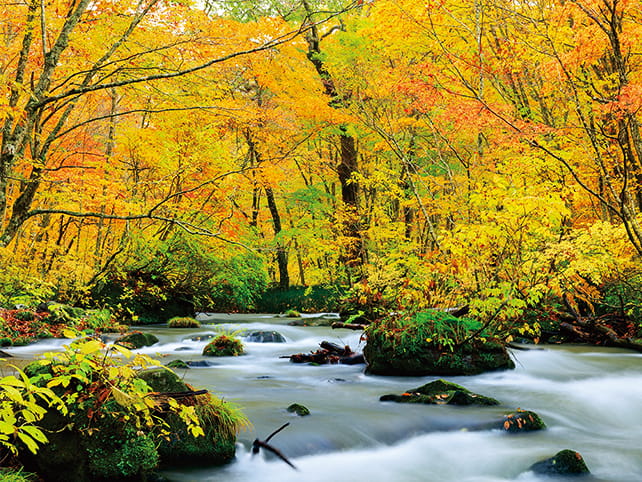奥入瀬渓流