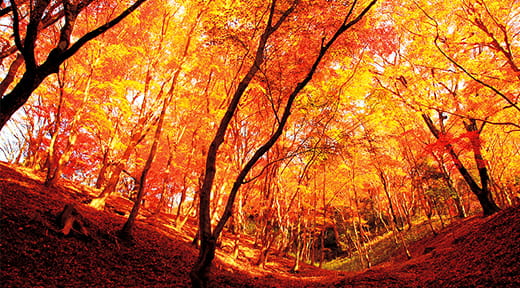 もみじのトンネル