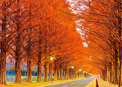 メタセコイア並木