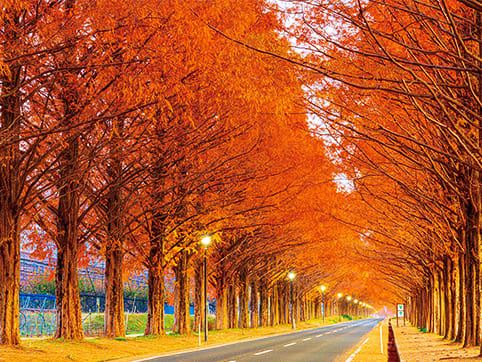 メタセコイア並木