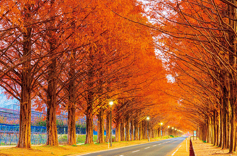 メタセコイア並木