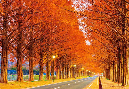 メタセコイア並木