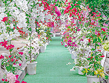 長島ブーゲンビリアの丘