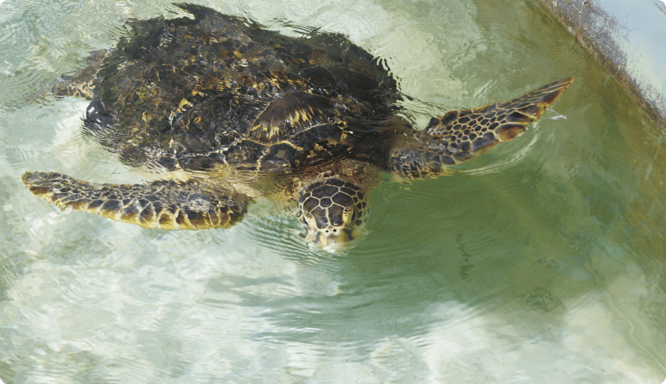 小笠原海洋センター
