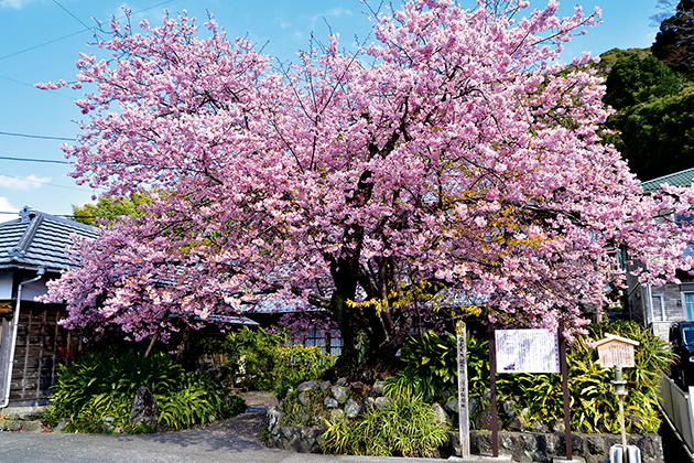 河津桜の原木