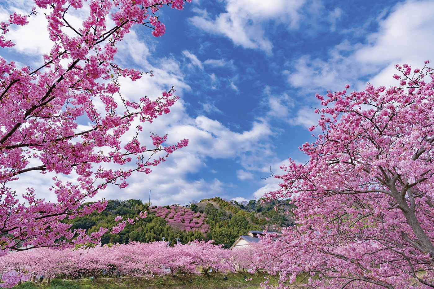 河津桜