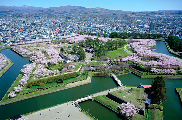 展望台から望む桜